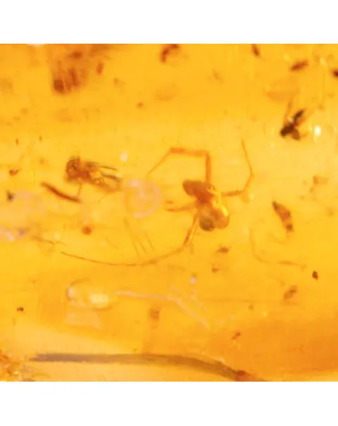 Copale con Insetti Fossilizzati – Resina Naturale.