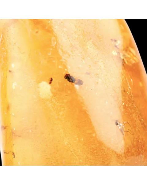Copale con Insetti Fossilizzati – Resina Naturale.