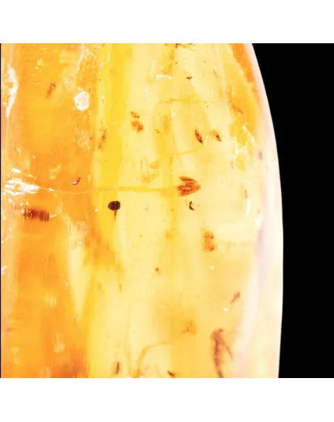 Copale con Insetti Fossilizzati – Resina Naturale.