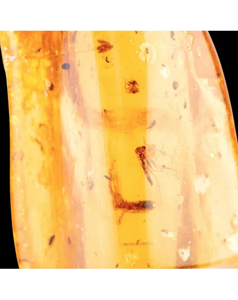 Copale con Insetti Fossilizzati – Resina Naturale.