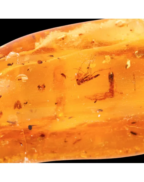 Copale con Insetti Fossilizzati – Resina Naturale.