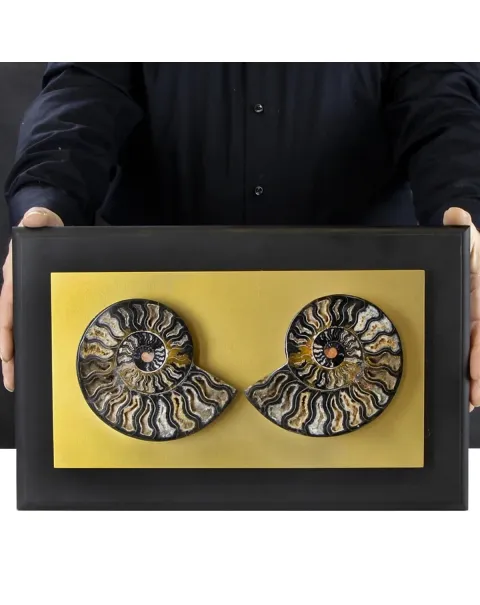 Ammonite Cleoniceras su Cornice Dorata