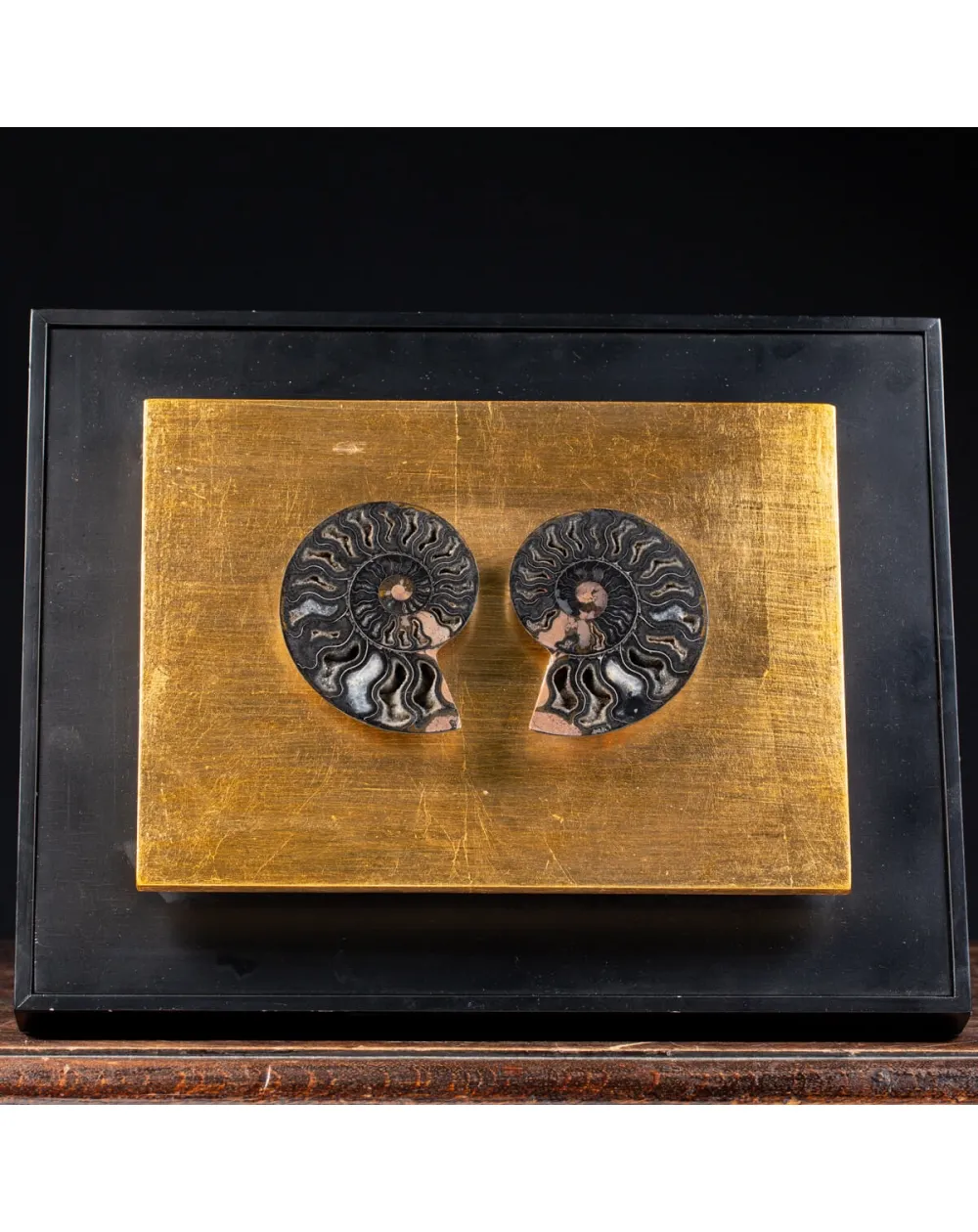 Ammonite Cleoniceras su Cornice Dorata