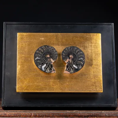 Ammonite Cleoniceras su Cornice Dorata