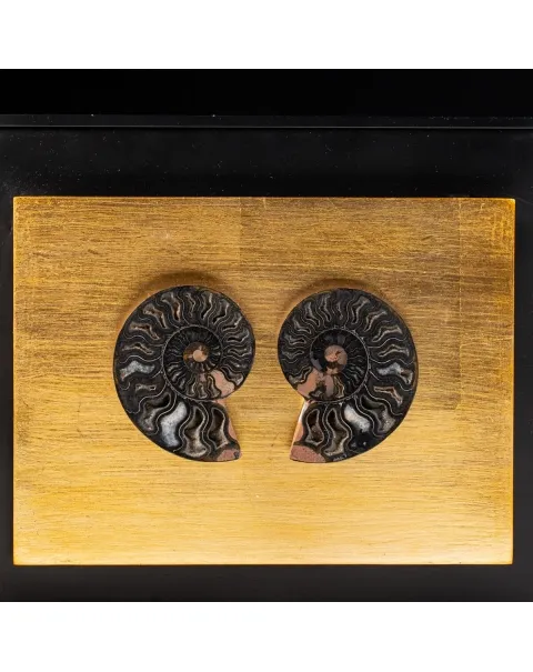 Ammonite Cleoniceras su Cornice Dorata