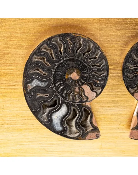 Ammonite Cleoniceras su Cornice Dorata