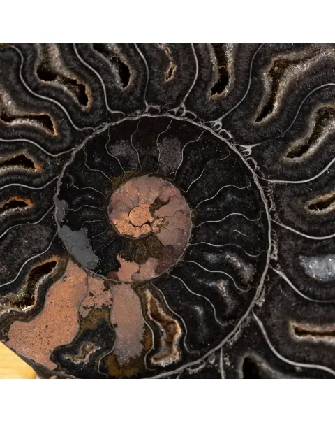 Ammonite Cleoniceras su Cornice Dorata