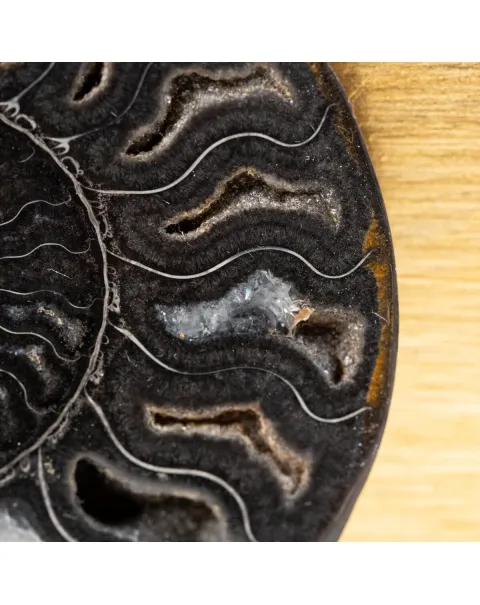Ammonite Cleoniceras su Cornice Dorata