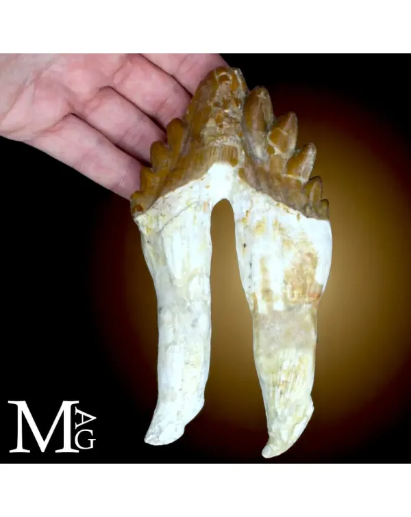 Dente Fossile di Basilosaurus – Marocco