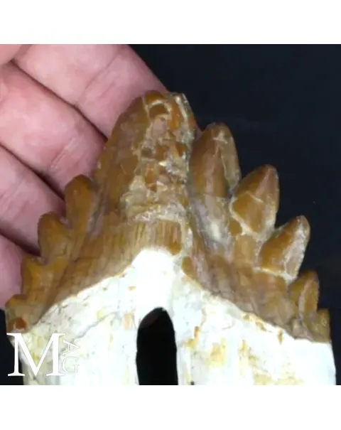 Dente Fossile di Basilosaurus – Marocco
