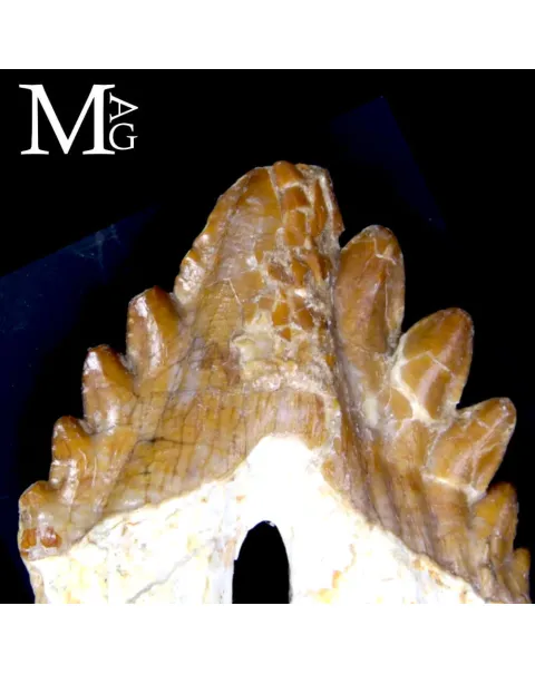 Dente Fossile di Basilosaurus – Marocco
