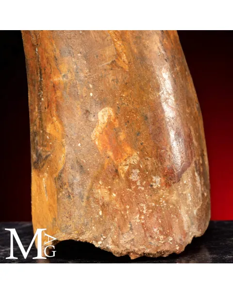 Dente Fossile di Carcharodontosaurus Saharicus – 130 mm