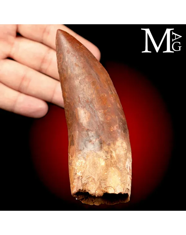 Dente Fossile di Carcharodontosaurus Saharicus –...