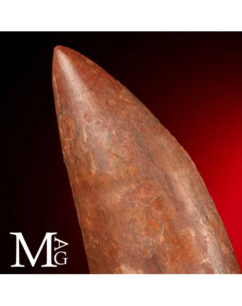 Dente Fossile di Carcharodontosaurus Saharicus – 130 mm