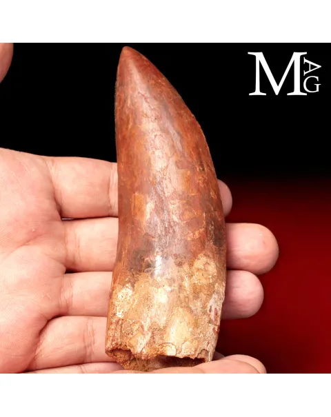 Dente Fossile di Carcharodontosaurus Saharicus – 130 mm