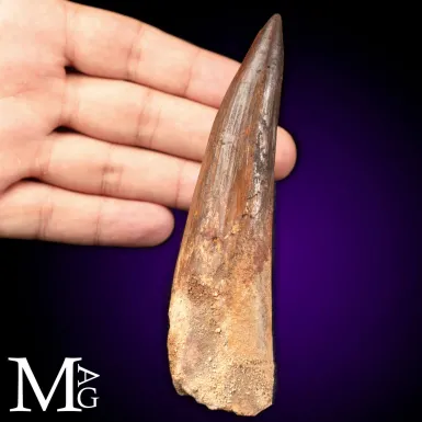 Dente Fossile di Spinosaurus – Predatore Fluvial...
