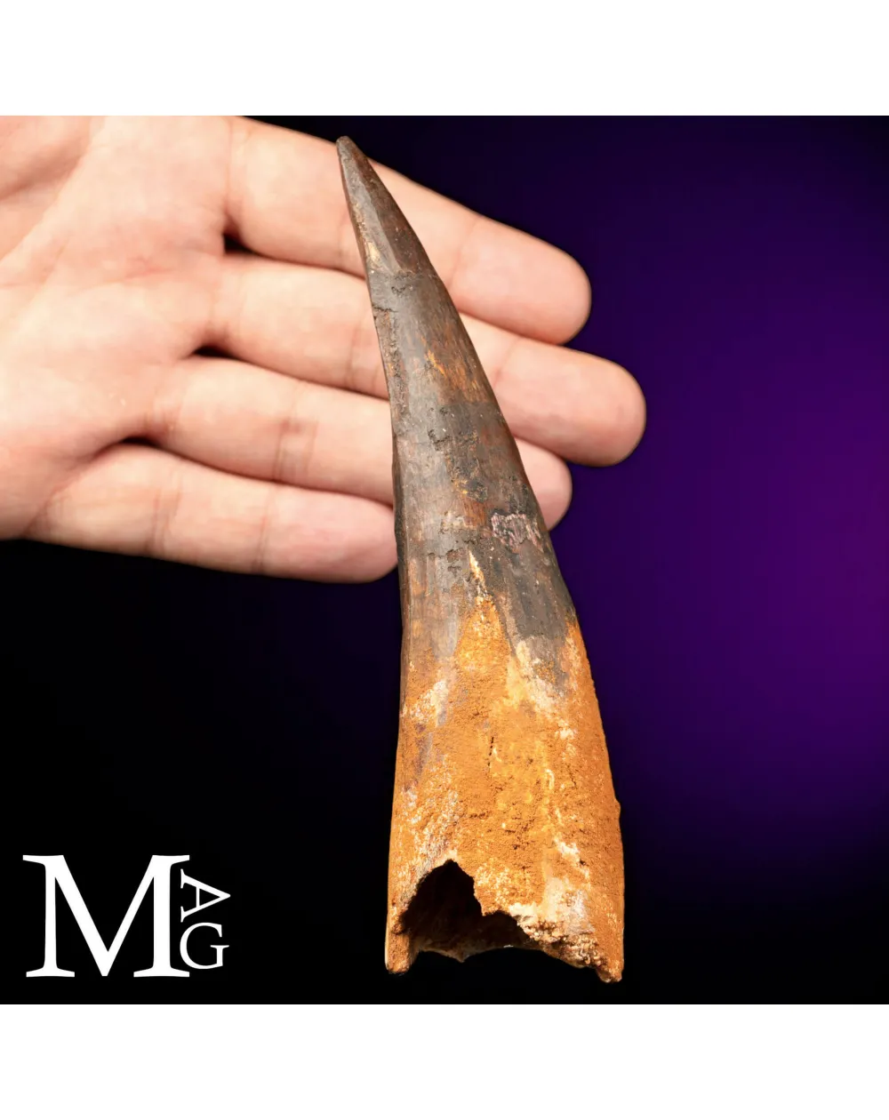 Dente Fossile di Spinosaurus – Predatore semiacquatico