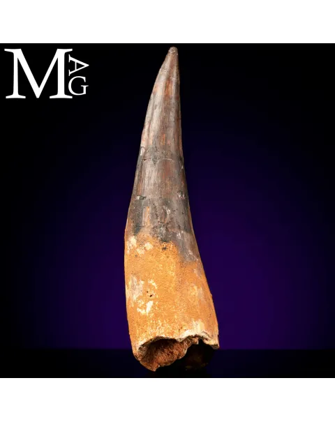 Dente Fossile di Spinosaurus – Predatore semiacquatico