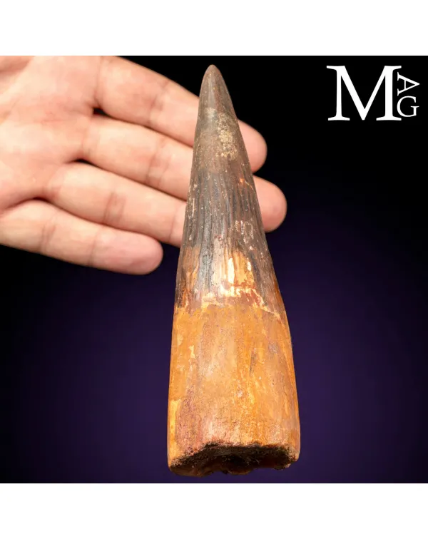 Dente Fossile di Spinosaurus