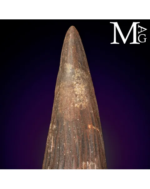 Dente Fossile di Spinosaurus