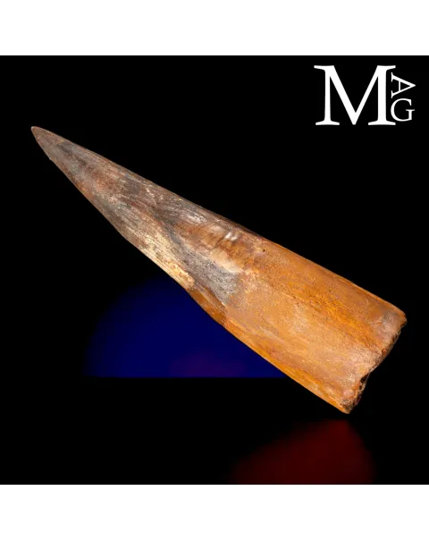 Dente Fossile di Spinosaurus