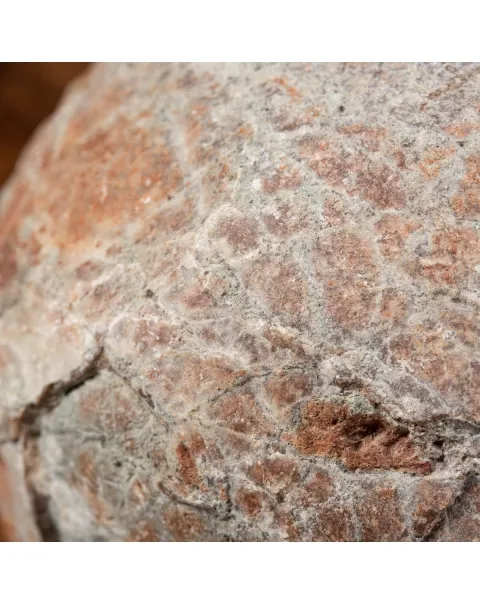 Uovo Fossile Saurolophus