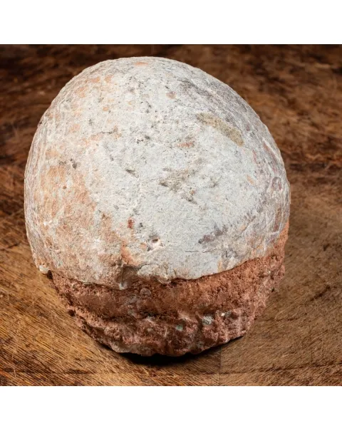 Uovo Fossile Saurolophus