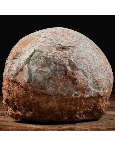 Uovo Fossile Saurolophus