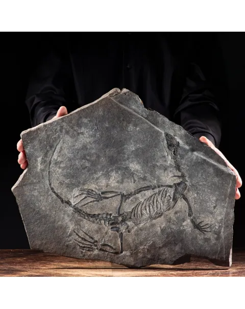 Claudiosaurus Germaini
