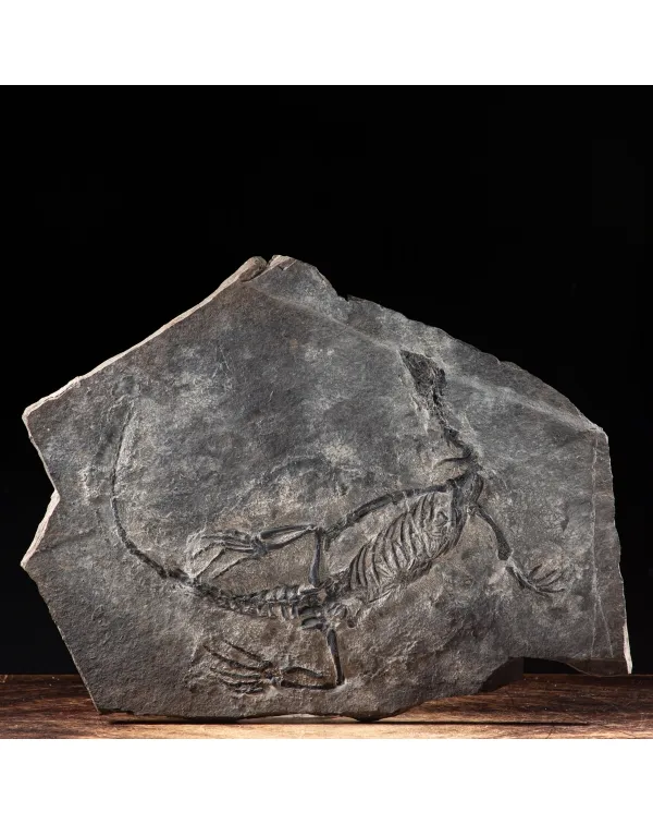 Claudiosaurus Germaini