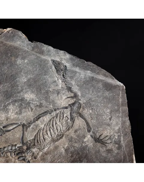 Claudiosaurus Germaini
