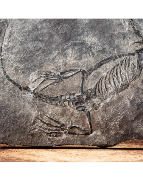 Claudiosaurus Germaini