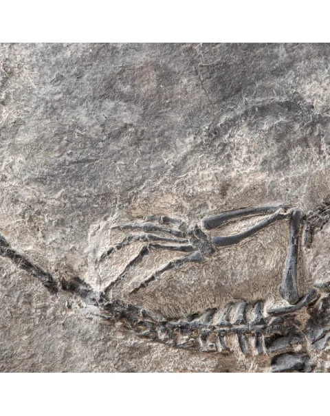 Claudiosaurus Germaini