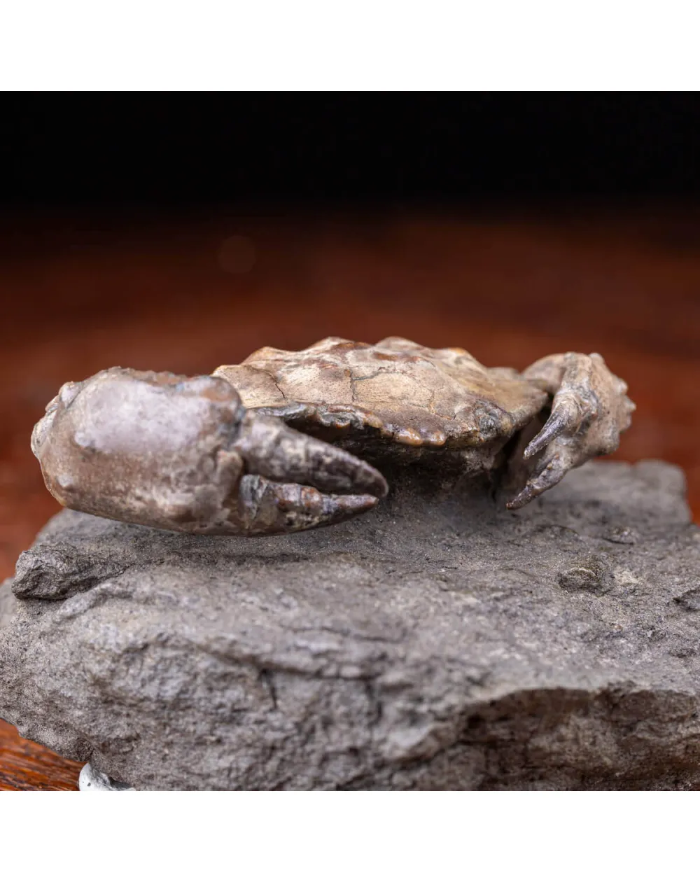 Granchio Pietrificato - Zanthopsis Dufouri (Edwards, 1850)