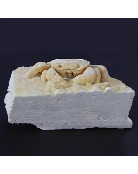 Granchio Pietrificato Potamon Potamios