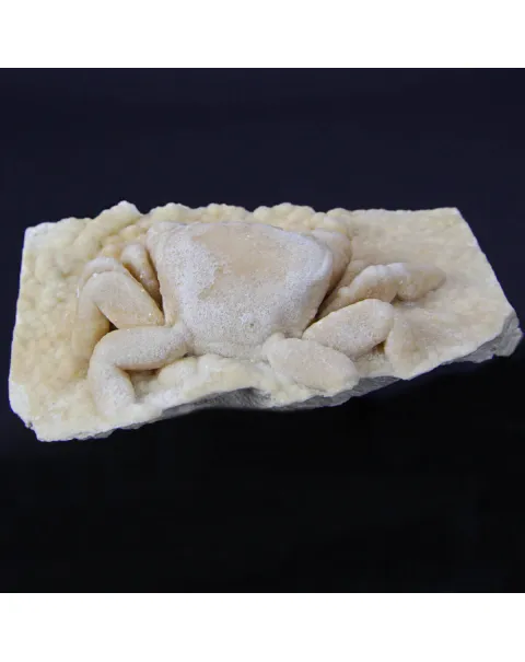 Granchio Pietrificato Potamon Potamios