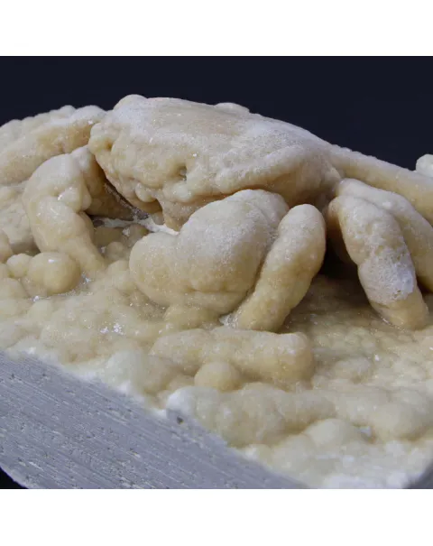 Granchio Pietrificato Potamon Potamios