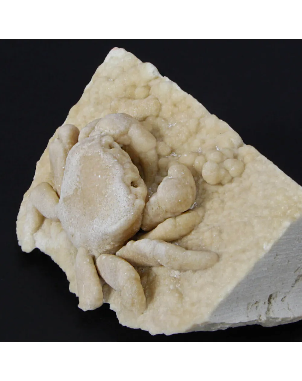 Granchio Pietrificato Potamon Potamios