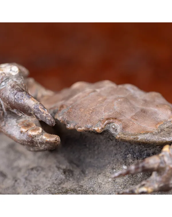 Granchio Fossile - Zanthopsis Dufouri (Edwards, 18...