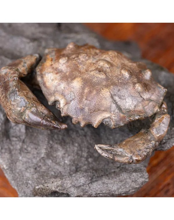 Grancio Marino Fossile Zanthopsis Dufouri (Edwards...