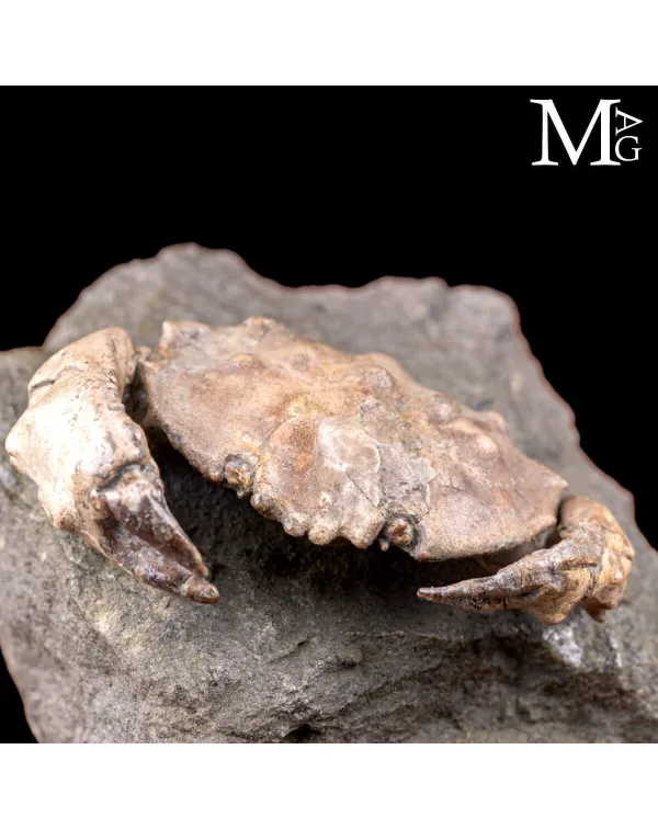 Granchio fossile – Zanthopsis Dufouri.