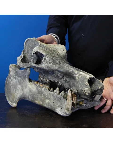 Teschio Fossile di Ippopotamo Lemerlei  
