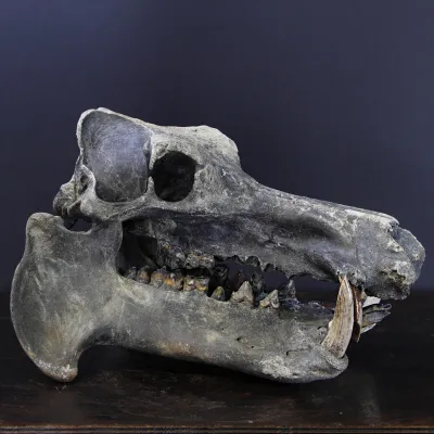 Teschio Fossile di Ippopotamo Lemerlei  