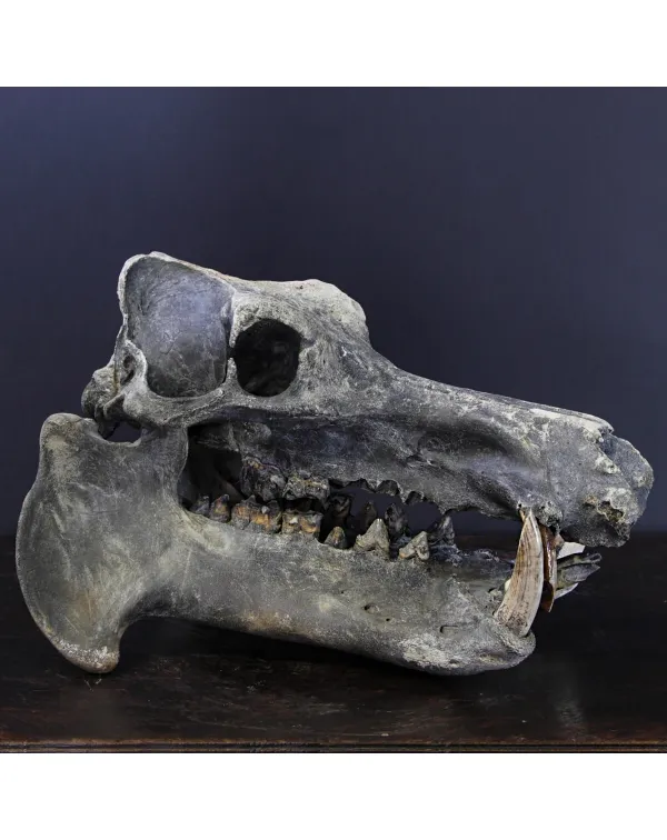 Teschio Fossile di Ippopotamo Lemerlei  