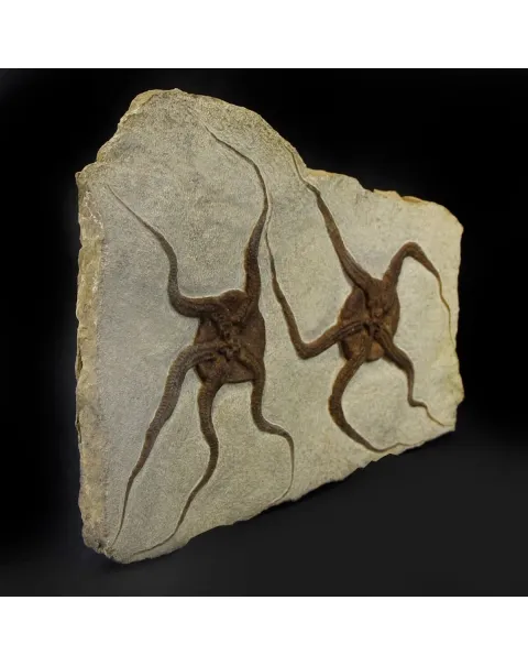 Ophiura