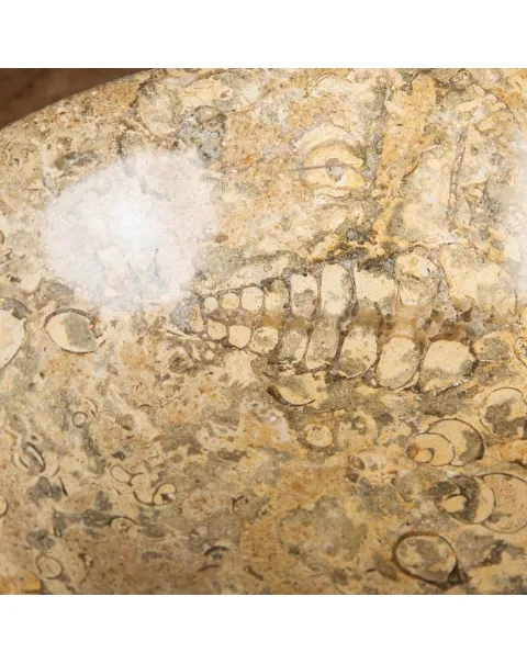 Portafrutta  con Sedimenti Fossili