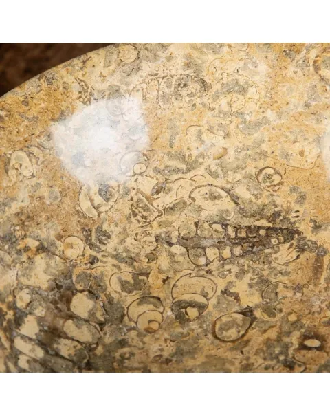 Portafrutta  con Sedimenti Fossili