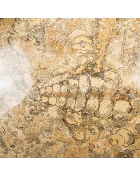 Portafrutta  con Sedimenti Fossili