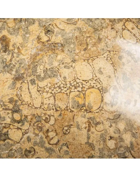 Portafrutta  con Sedimenti Fossili