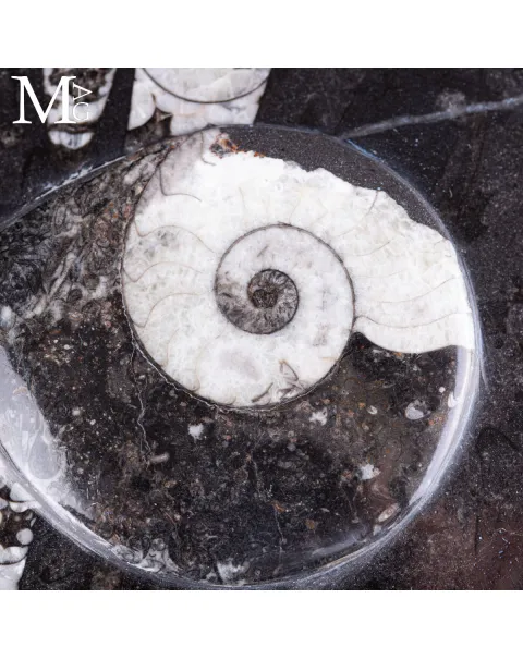 Contenitore in Roccia fossilifera - Ammonite e Orthoceras